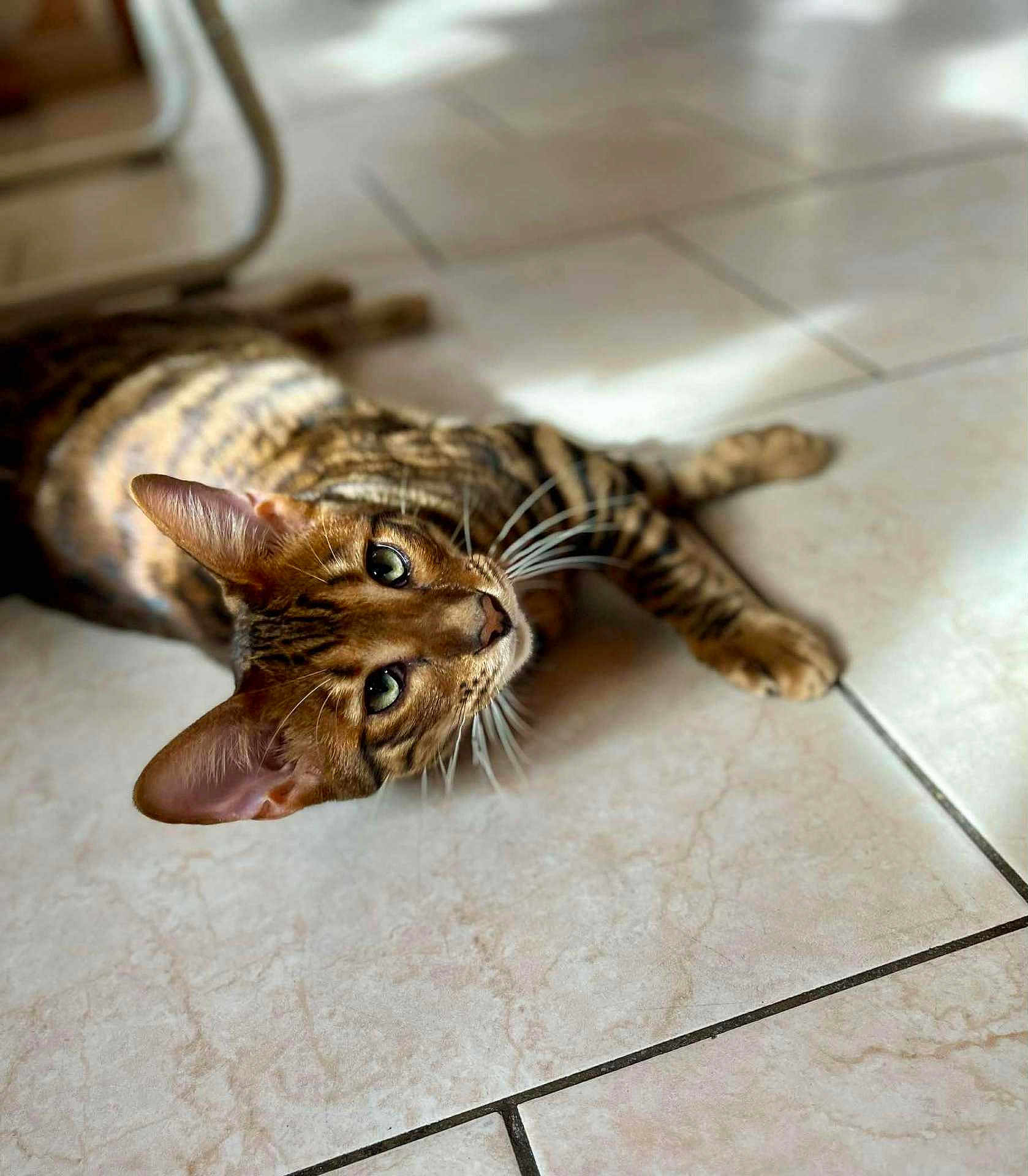 Arthus a rejoint le concours — aidez-le/la à gagner de superbes lots ! cat, tabby, pet, animal, feline, lying_down, floor, tile, whiskers, ears, eyes, relaxed, indoor, sunlight, shadow, closeup, fur, cute, domestic, mammal