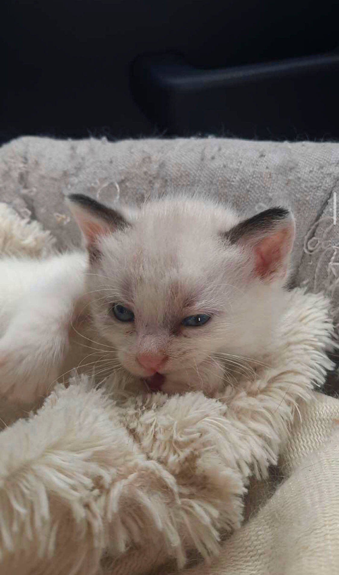 Salsa participe au concours pour gagner de l'argent avec cette photo : carnivore, cat, claw, comfort, eye, fawn, felidae, fur, head, iris, paw, small_to_medium_sized_cats, snout, terrestrial_animal, whiskers