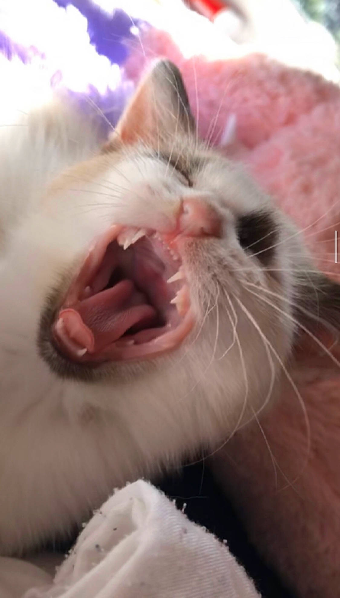 Salsa a rejoint le concours — aidez-le/la à gagner de superbes lots ! carnivore, cat, claw, close_up, comfort, domestic_short_haired_cat, ear, eyelash, fang, fawn, felidae, fur, gesture, hair, paw, small_to_medium_sized_cats, snout, tooth, whiskers