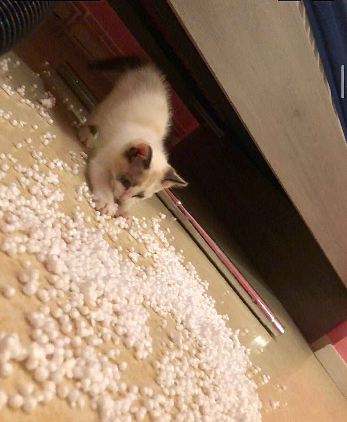 Salsa participe au concours pour gagner de l'argent avec cette photo : canidae, carnivore, cat, chemical_compound, claw, fawn, felidae, flooring, fur, hardwood, ingredient, paw, powder, siamese, small_to_medium_sized_cats, snout, tail, terrestrial_animal, whiskers, wood