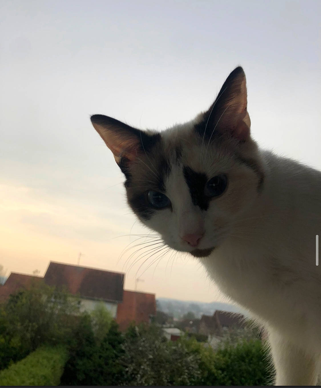 Salsa a rejoint le concours — aidez-le/la à gagner de superbes lots ! carnivore, cat, domestic_short_haired_cat, felidae, fur, grass, head, paw, photo_caption, plant, sky, small_to_medium_sized_cats, snout, tail, tree, whiskers, wildlife, window