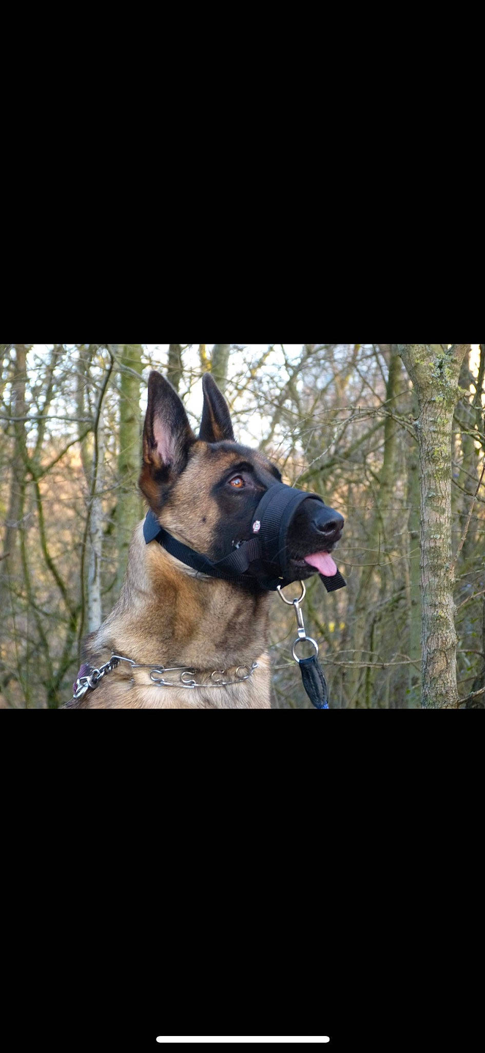 Chanelle participe au concours pour gagner de l'argent avec cette photo : canidae, carnivore, collar, companion_dog, dog, dog_breed, dog_collar, dog_supply, electric_blue, fawn, fur, leash, pet_supply, plant, snout, sporting_group, tree, wildlife, working_animal, working_dog