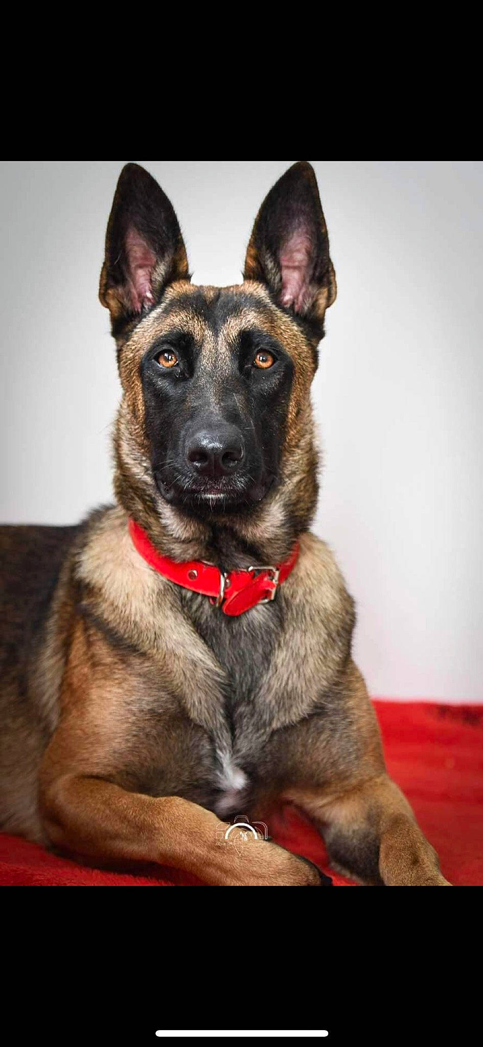 Chanelle participe au concours pour gagner de l'argent avec cette photo : canidae, carnivore, collar, companion_dog, dog, dog_breed, dog_collar, dog_supply, eye, fawn, fur, guard_dog, herding_dog, pet_supply, snout, sporting_group, whiskers, working_animal, working_dog