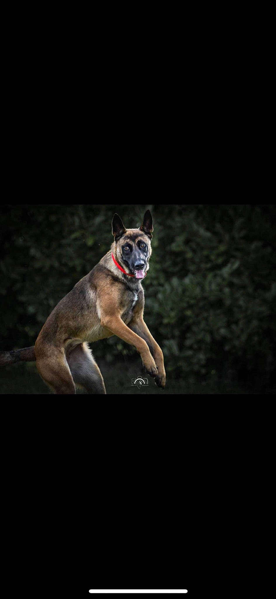 Chanelle a rejoint le concours — aidez-le/la à gagner de superbes lots ! canidae, carnivore, collar, companion_dog, darkness, dog, dog_breed, dog_collar, dog_supply, fawn, flash_photography, night, non_sporting_group, snout, sporting_group, tail, terrestrial_animal, whiskers, wildlife, working_dog