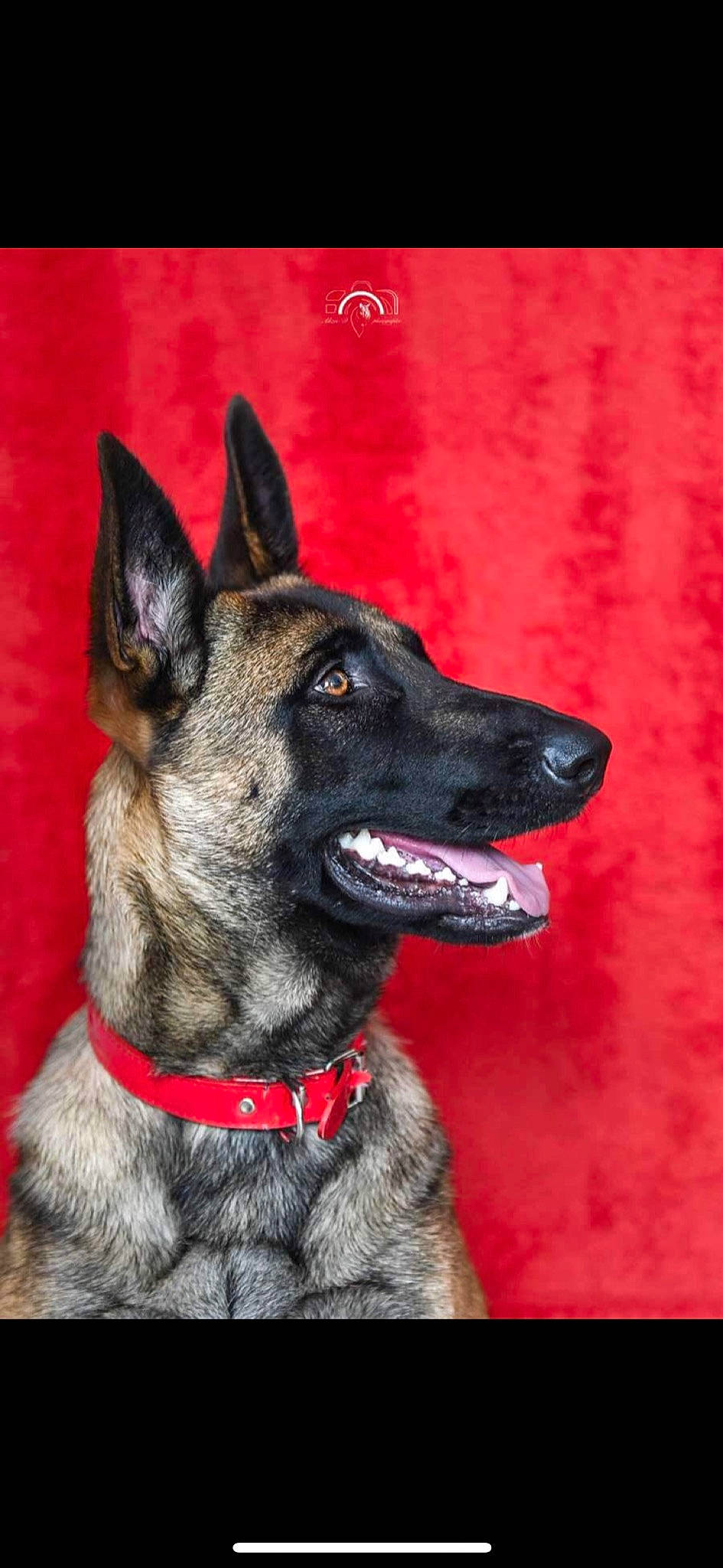Chanelle participe au concours pour gagner de l'argent avec cette photo : ancient_dog_breeds, art, canidae, carmine, carnivore, collar, companion_dog, dog, dog_breed, dog_collar, fur, guard_dog, herding_dog, plant, snout, sporting_group, terrestrial_animal, whiskers, working_animal, working_dog