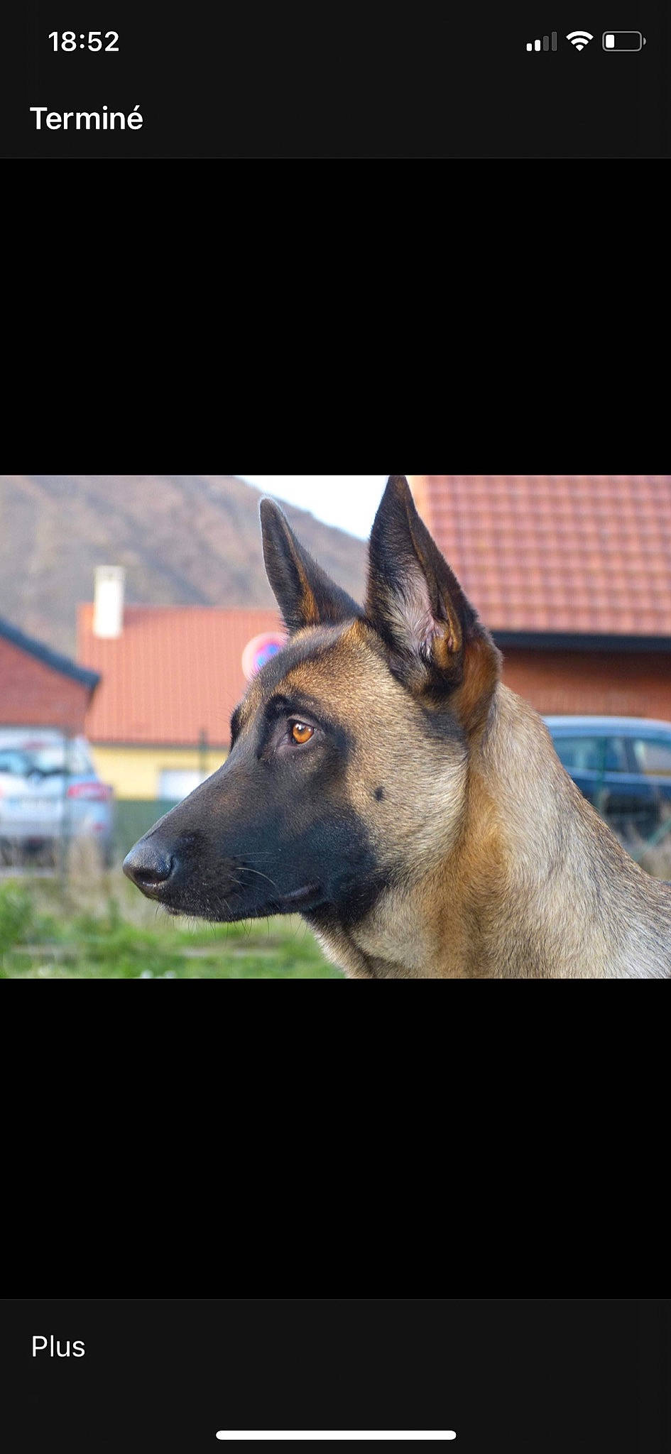 Chanelle participe au concours pour gagner de l'argent avec cette photo : ancient_dog_breeds, canidae, carnivore, collar, companion_dog, dog, dog_breed, dog_supply, fawn, fur, german_shepherd_dog, jaw, non_sporting_group, snout, sporting_group, terrestrial_animal, whiskers, window, working_animal, working_dog