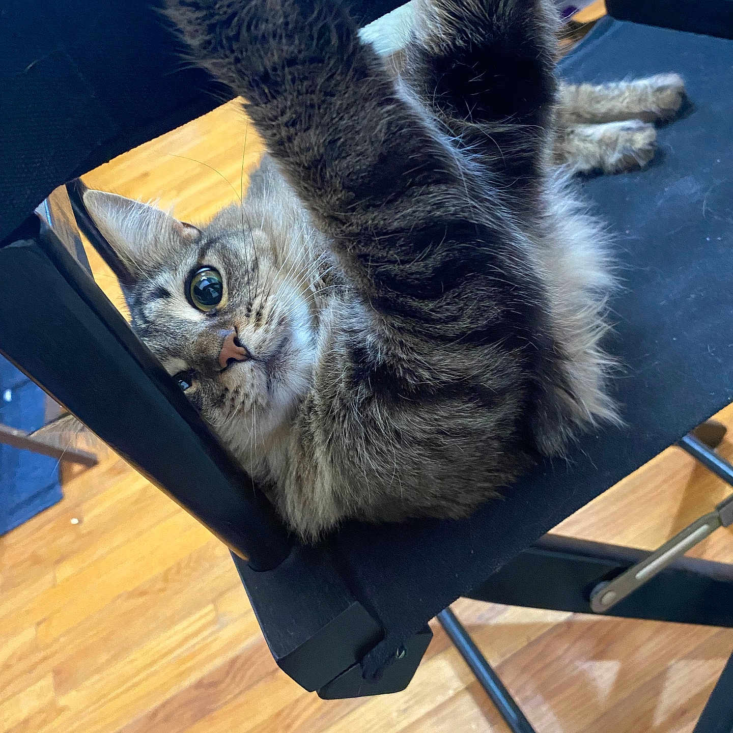 Mia is registered to the contest to win money with this photo: cat, tabby, indoor, chair, stretching, paw, wooden_floor, fur, curious, pet, animal, whiskers, ears, eyes, black_chair, furniture, floor, relaxing, cute, domestic