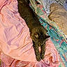 Mia joined the competition — help win amazing prizes! cat, tabby_cat, pet, animal, feline, sleeping, resting, blanket, quilt, bed, cozy, indoor, fur, stretching, cute, relaxed, soft, comfort, domestic_animal, pink