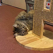 Mia is registered to the contest to win money with this photo: cat, tabby, fluffy, scratching_post, wooden_base, carpet, indoor, pet, animal, feline, relaxed, curious, home, door, storage_bin, floor, whiskers, ears, resting, cozy