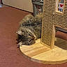cat, tabby, fluffy, scratching_post, wooden_base, carpet, indoor, pet, animal, feline, relaxed, curious, home, door, storage_bin, floor, whiskers, ears, resting, cozy