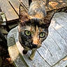Minnie joined the competition — help win amazing prizes! animal, cat, close_up, curious, daylight, ears, face, feline, fur, green_eyes, nature, nose, outdoor, pet, sunlight, table, texture, tortoiseshell, whiskers, wooden_deck