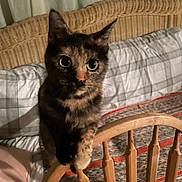 Minnie is registered to the contest to win money with this photo: animal, blanket, cat, closeup, couch, cozy, curious, ears, eyes, fabric, feline, fur, furniture, home, indoor, pattern, pet, portrait, tortoiseshell, wooden_chair