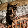 animal, blanket, cat, closeup, couch, cozy, curious, ears, eyes, fabric, feline, fur, furniture, home, indoor, pattern, pet, portrait, tortoiseshell, wooden_chair