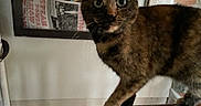 Minnie joined the competition — help win amazing prizes! animal, background, cat, close_up, curious, domestic, face, feline, framed_newspaper, fur, green_eyes, household, indoor, looking, paw, pet, tortoiseshell, walking, whiskers, wooden_surface