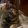 Minnie joined the competition — help win amazing prizes! animal, blanket, cat, close_up, comfort, cozy, ears, eyes, feline, fur, home, indoor, pet, portrait, relaxed, resting, soft_lighting, tortoiseshell, warm, whiskers