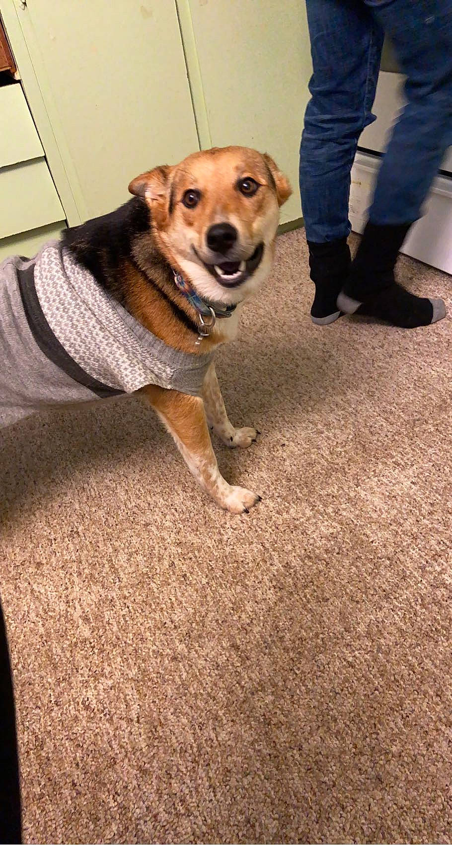 Honey joined the competition — help win amazing prizes! carnivore, collar, companion_dog, dog, dog_breed, dog_clothes, dog_supply, fawn, floor, flooring, fur, leash, pet_supply, road_surface, sidewalk, snout, sporting_group, tail, whiskers, working_dog