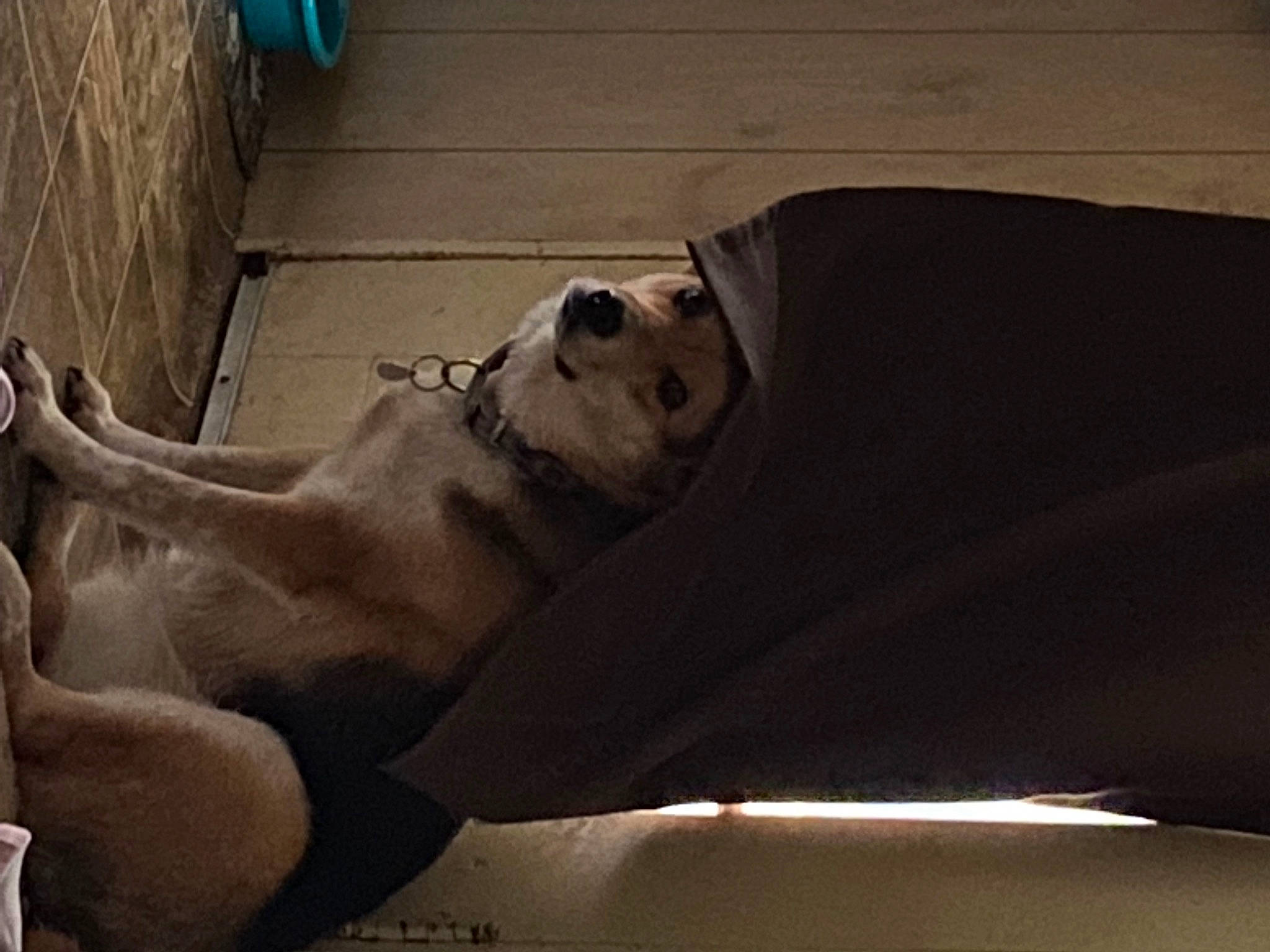 Honey is registered to the contest to win money with this photo: art, bone, canidae, carnivore, comfort, companion_dog, dog, dog_breed, fawn, foot, fur, human_leg, snout, sporting_group, terrestrial_animal, tints_and_shades, visual_arts, window, wood, working_animal