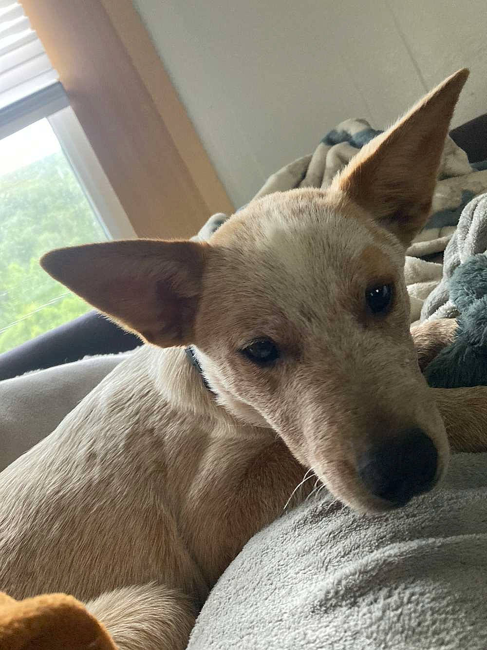 Rip joined the competition — help win amazing prizes! canidae, carnivore, comfort, companion_dog, dog, dog_breed, non_sporting_group, sighthound, tail, terrestrial_animal, whiskers, window, working_animal