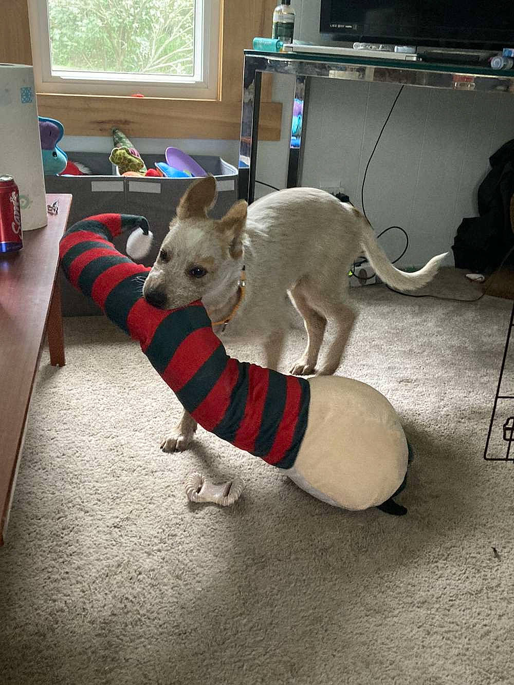 Rip is registered to the contest to win money with this photo: cabinetry, canidae, carnivore, collar, companion_dog, dog_breed, fawn, felidae, floor, flooring, fur, houseplant, mammal, room, small_to_medium_sized_cats, sporting_group, tail, whiskers, window, wood