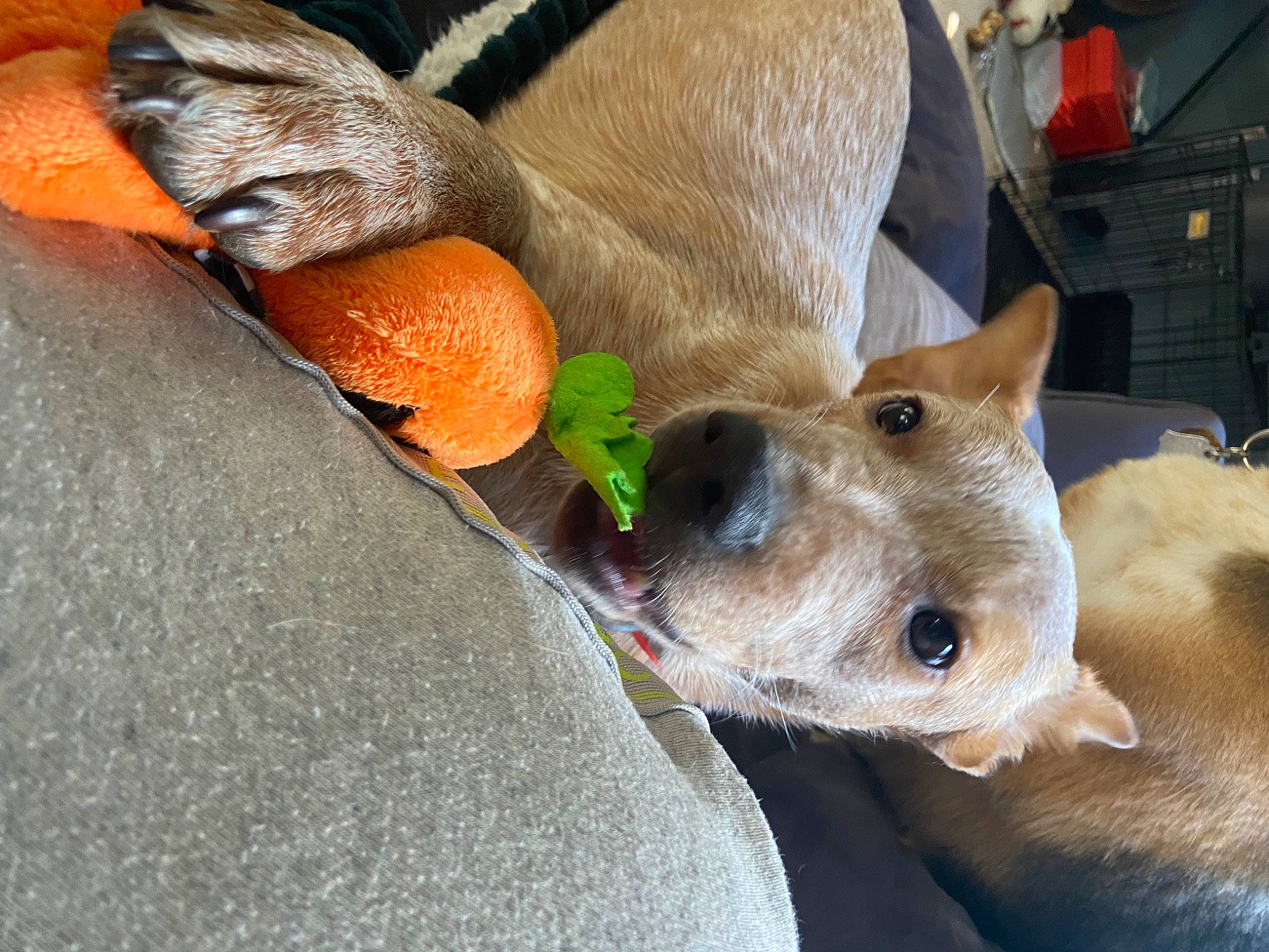 Rip joined the competition — help win amazing prizes! canidae, carnivore, collar, comfort, companion_dog, dog, dog_breed, dog_collar, fawn, foot, fur, human_leg, paw, pet_supply, snout, sporting_group, tail, whiskers, working_animal, wrinkle