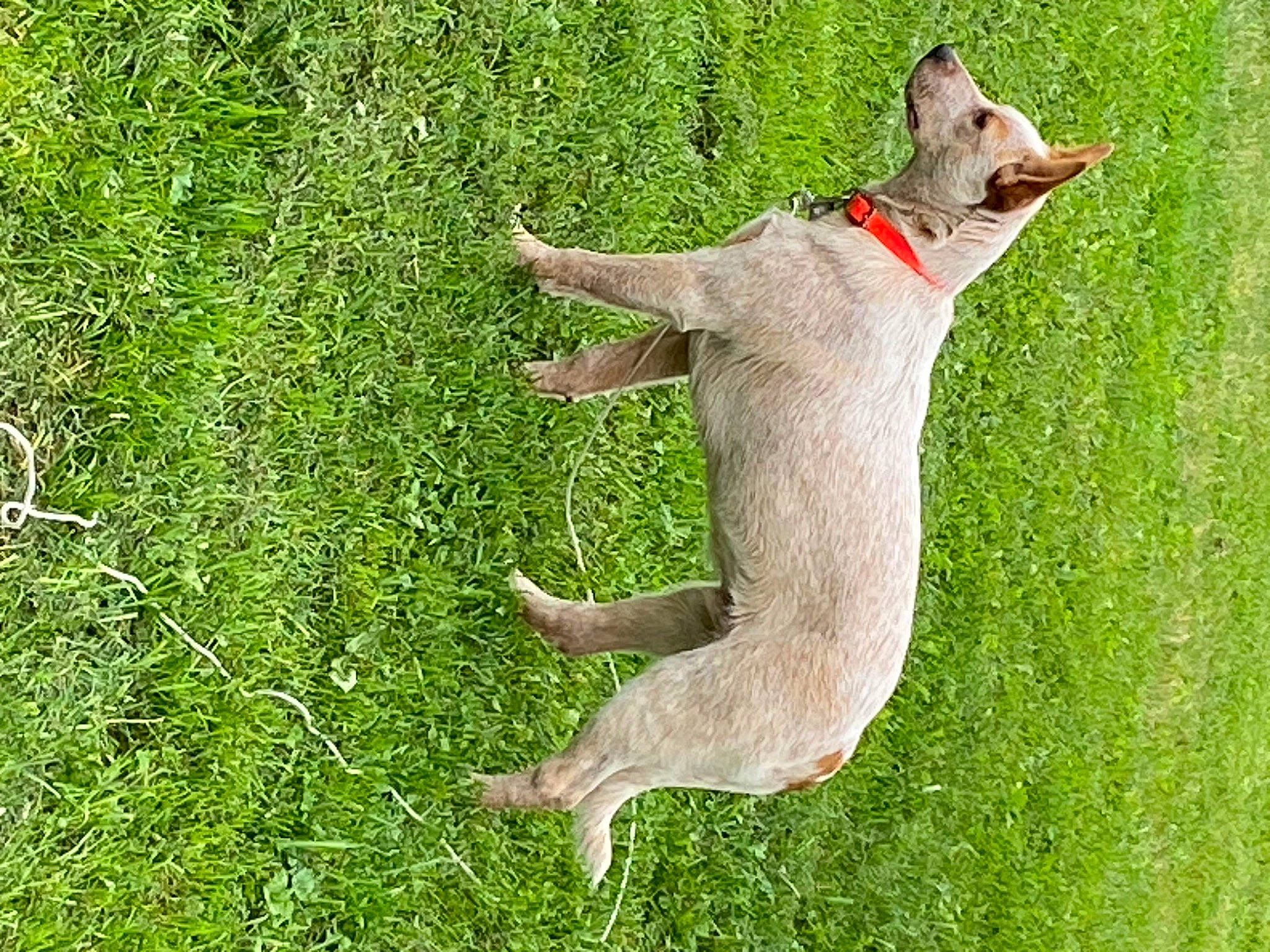 Rip is registered to the contest to win money with this photo: canidae, fawn, foot, fox_squirrel, fur, grass, grassland, grey_squirrel, groundcover, kangaroo, macropodidae, marsupial, people_in_nature, plant, tail, terrestrial_animal, trunk, whiskers, wildlife