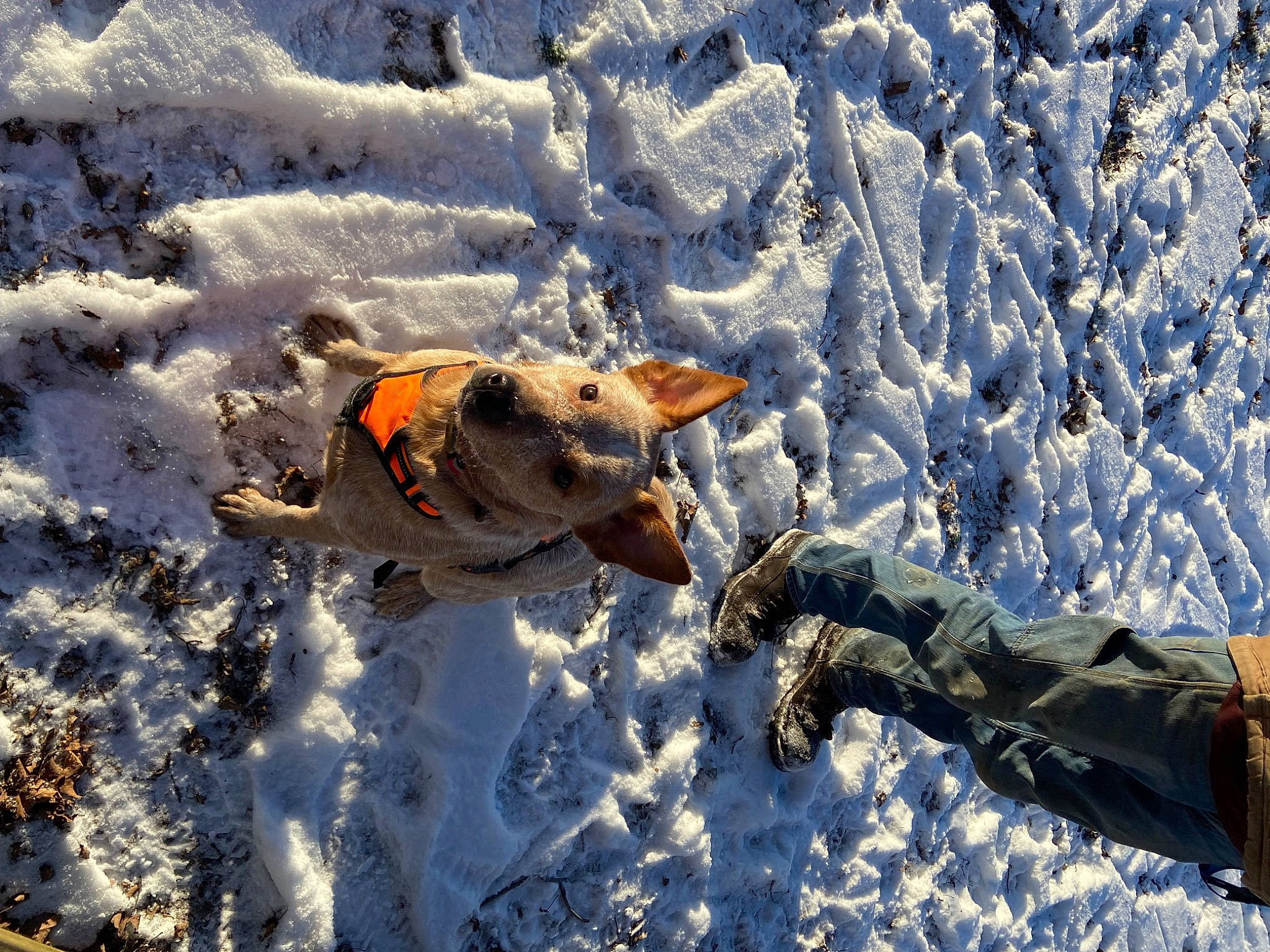 Rip joined the competition — help win amazing prizes! fish, freezing, frost, geological_phenomenon, glacial_landform, ice_cap, landscape, military_camouflage, pattern, people_in_nature, recreation, reflection, rock, shadow, snow, sporting_group, tail, tundra, winter, wood