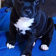 Ruby participe au concours pour gagner de l'argent avec cette photo : puppy, dog, black, white, sitting, blanket, blue, cute, young, fur, animal, pet, indoors, closeup, paws, nose, ears, face, eyes, adorable