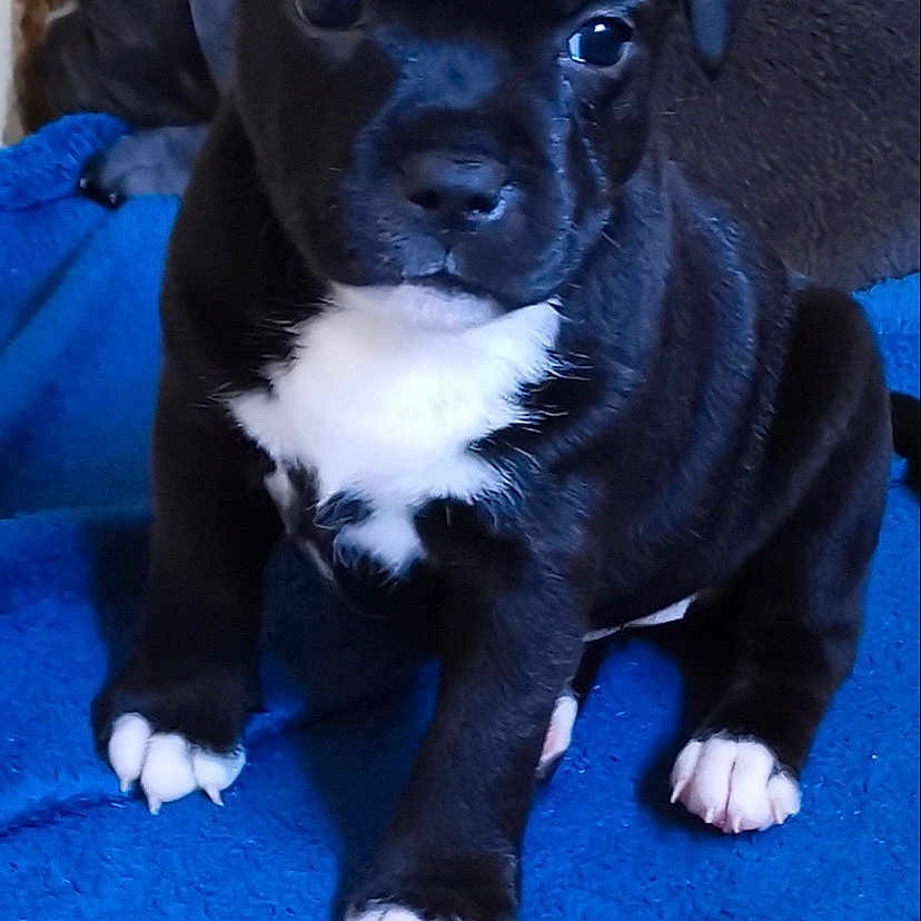 Ruby participe au concours pour gagner de l'argent avec cette photo : adorable, animal, black, blanket, blue, closeup, cute, dog, ears, eyes, face, fur, indoors, nose, paws, pet, puppy, sitting, white, young