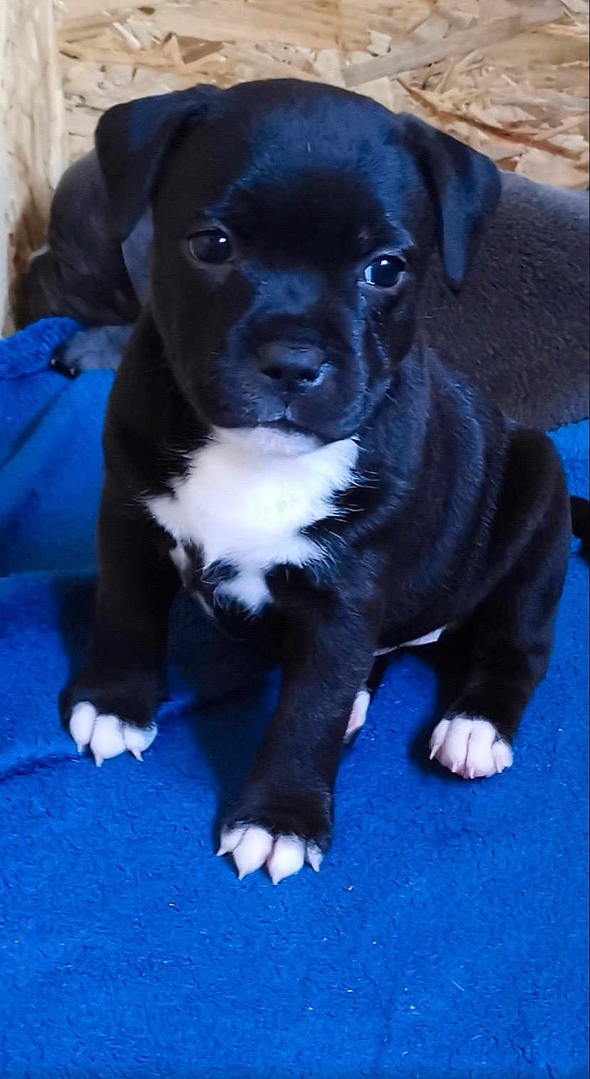 Ruby participe au concours pour gagner de l'argent avec cette photo : puppy, dog, black, white, sitting, blanket, blue, cute, young, fur, animal, pet, indoors, closeup, paws, nose, ears, face, eyes, adorable
