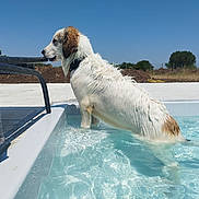 Athéna participe au concours pour gagner de l'argent avec cette photo : dog, wet_dog, pool, water, swimming_pool, summer, sunny, towel, outdoor, white_fur, brown_patch, lounge_chair, metal_rail, concrete_deck, ripples, reflection, collar, playful, pet, daytime