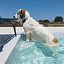 dog, wet_dog, pool, water, swimming_pool, summer, sunny, towel, outdoor, white_fur, brown_patch, lounge_chair, metal_rail, concrete_deck, ripples, reflection, collar, playful, pet, daytime