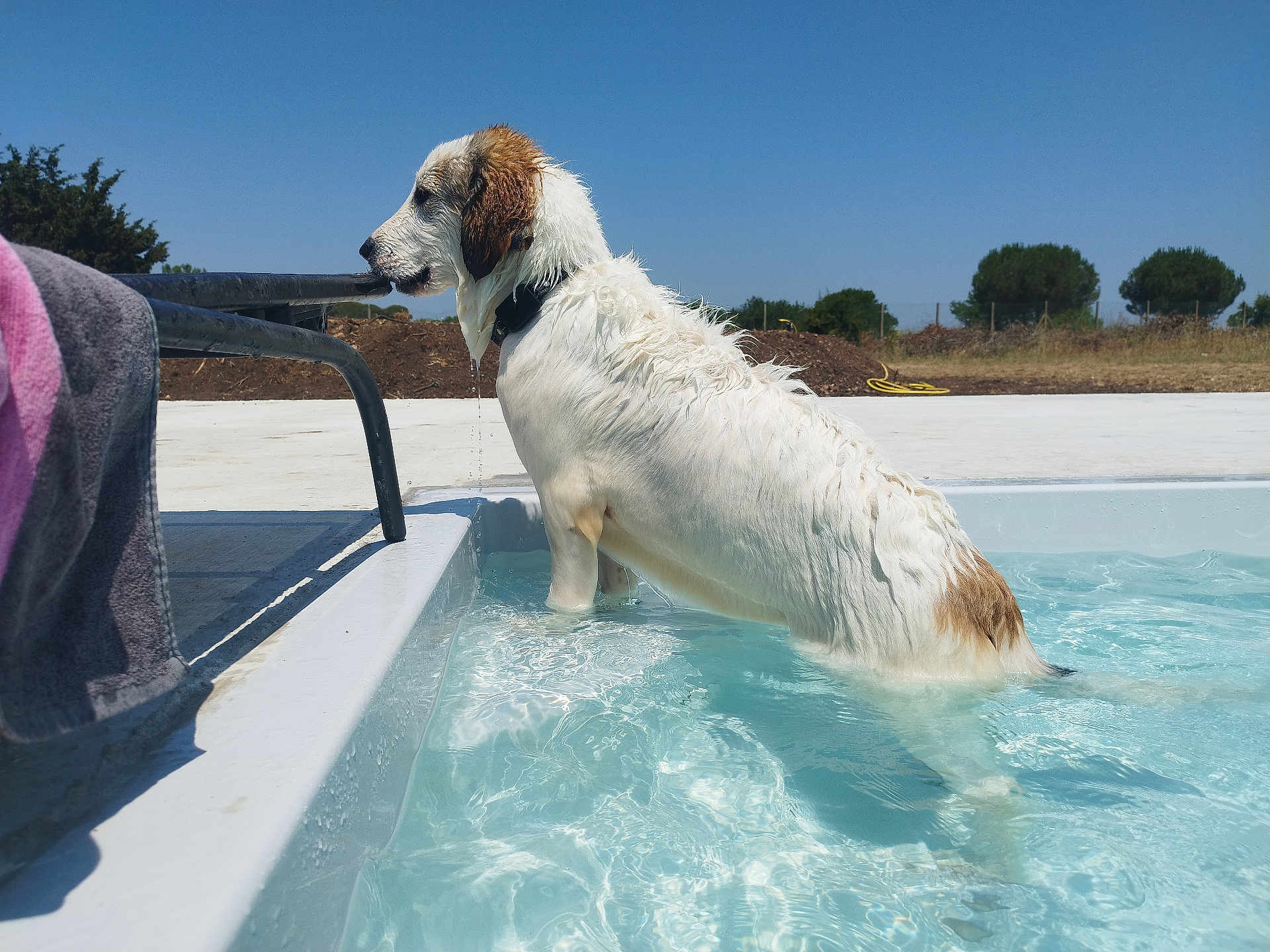 Athéna participe au concours pour gagner de l'argent avec cette photo : dog, wet_dog, pool, water, swimming_pool, summer, sunny, towel, outdoor, white_fur, brown_patch, lounge_chair, metal_rail, concrete_deck, ripples, reflection, collar, playful, pet, daytime