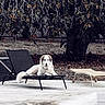 Athéna a rejoint le concours — aidez-le/la à gagner de superbes lots ! animal, backyard, canine, chair, concrete, dog, empty_pool, fur, leafy_tree, lounge_chair, outdoor, patio, pet, poolside, reflection, relaxed, resting, summer, tree, white_dog