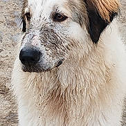 Athéna a rejoint le concours — aidez-le/la à gagner de superbes lots ! animal, brown_ear, closeup, curious, dirty, dog, eyes, fluffy, large_dog, muddy, nose, outdoor, pavement, pet, portrait, snout, standing, tail, wet_fur, white_fur