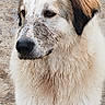 animal, brown_ear, closeup, curious, dirty, dog, eyes, fluffy, large_dog, muddy, nose, outdoor, pavement, pet, portrait, snout, standing, tail, wet_fur, white_fur
