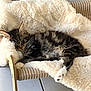 kitten, cat, feline, tabby, pet, animal, fur, whiskers, ears, paws, resting, sleepy, cozy, blanket, chair, indoor, floor, wood, comfort, relaxation