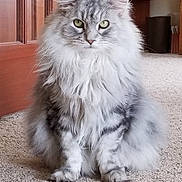 Pushkin is registered to the contest to win money with this photo: animal, carpet, cat, cute, ears, eyes, feline, fluffy, front_view, fur, furniture, gray, home, indoors, long_hair, pet, portrait, silver, sitting, whiskers