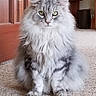 animal, carpet, cat, cute, ears, eyes, feline, fluffy, front_view, fur, furniture, gray, home, indoors, long_hair, pet, portrait, silver, sitting, whiskers