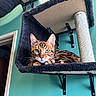 Bengie is registered to the contest to win money with this photo: cat, bengal_cat, cat_shelf, cat_tree, indoor, pet, feline, animal, fur, whiskers, ears, green_eyes, relaxed, looking_at_camera, wall, teal_wall, carpeted, home, sitting, resting