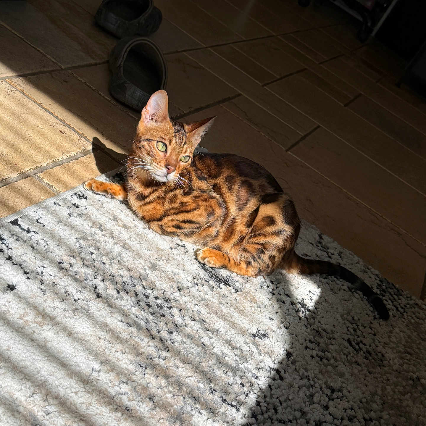 Bengie is registered to the contest to win money with this photo: cat, bengal_cat, indoor, rug, sunlight, shadow, striped_shadow, tile_floor, relaxed, feline, pet, animal, orange, brown, black, green_eyes, whiskers, ears, tail, paw