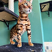 Bengie is registered to the contest to win money with this photo: bengal_cat, cat, pet, indoor, cat_tree, feline, animal, whiskers, ears, fur_pattern, green_eyes, curious, standing, platform, scratched, wall, home, close_up, portrait, tabby