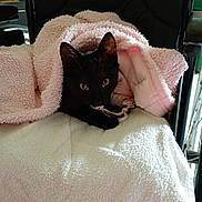 Minou participe au concours pour gagner de l'argent avec cette photo : black_cat, cat, animal, pet, feline, indoors, blanket, pink_blanket, cozy, cage, carrier, sitting, lying_down, green_eyes, pointed_ears, whiskers, black_fur, portrait, home, soft_texture