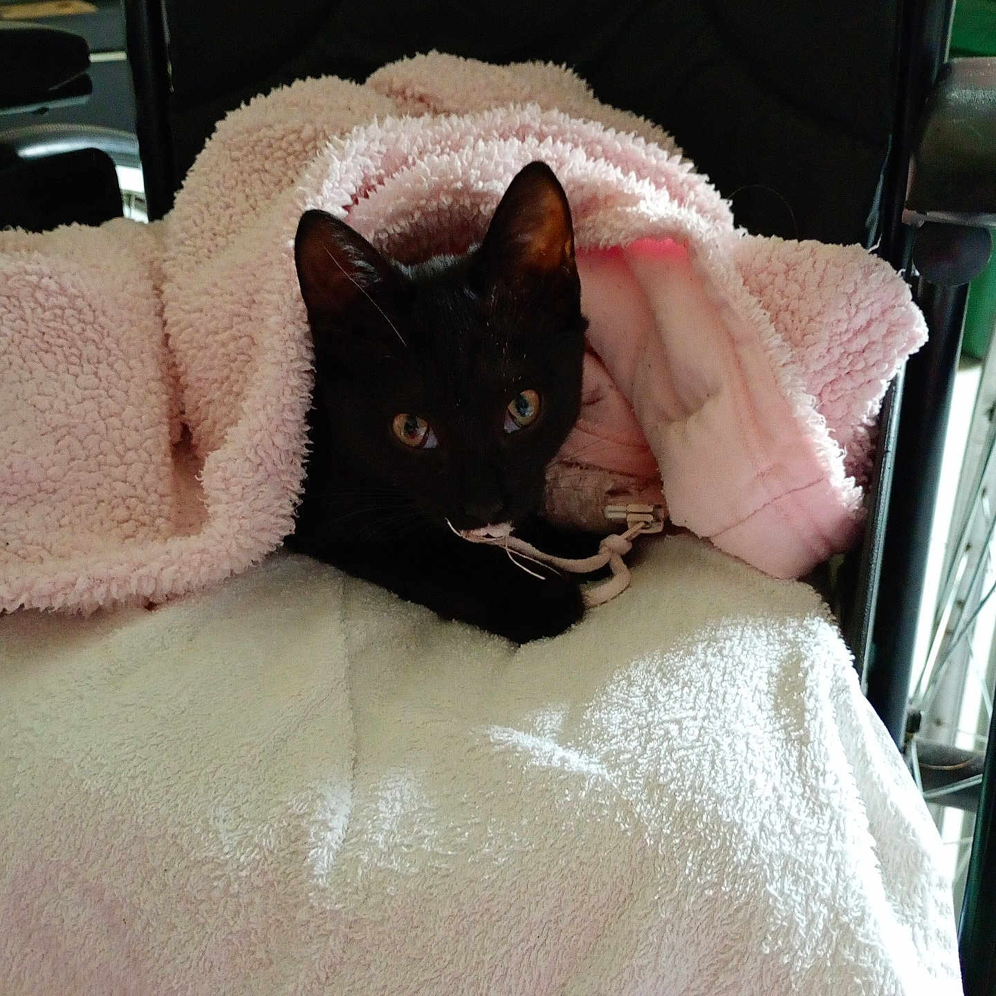 Minou participe au concours pour gagner de l'argent avec cette photo : black_cat, cat, animal, pet, feline, indoors, blanket, pink_blanket, cozy, cage, carrier, sitting, lying_down, green_eyes, pointed_ears, whiskers, black_fur, portrait, home, soft_texture