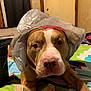 Detroit is registered to the contest to win money with this photo: animal, bed, blanket, brown, canine, dog, domestic, door, expression, face, floor, fur, household, indoor, looking_at_camera, lying_down, napkin, pet, plastic_bag, white
