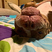 Detroit joined the competition — help win amazing prizes! animal, bed, blanket, brown, canine, close_up, cute, dog, funny, fur, indoor, nose, pet, playful, relaxed, sleepy, teeth, upside_down, whiskers, white