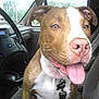 Detroit joined the competition — help win amazing prizes! animal, brown_dog, canine, car_interior, car_seat, close_up, collar, dog, domestic_animal, front_seat, happy_dog, inside_car, leash, pet, seatbelt, steering_wheel, tongue_out, vehicle, white_dog, window