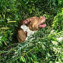 animal, brown_and_white_dog, canine, closeup, daylight, dog, ears, foliage, grass, greenery, happy, leaves, mouth_open, nature, outdoor, pet, snout, summer, sunlight, wild