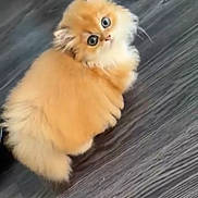 Mango is registered to the contest to win money with this photo: adorable, animal, cat, cute, domestic_animal, feline, floor, fluffy, fur, indoor, kitten, looking_up, orange, paws, pet, small, tail, whiskers, wide_eyes, young