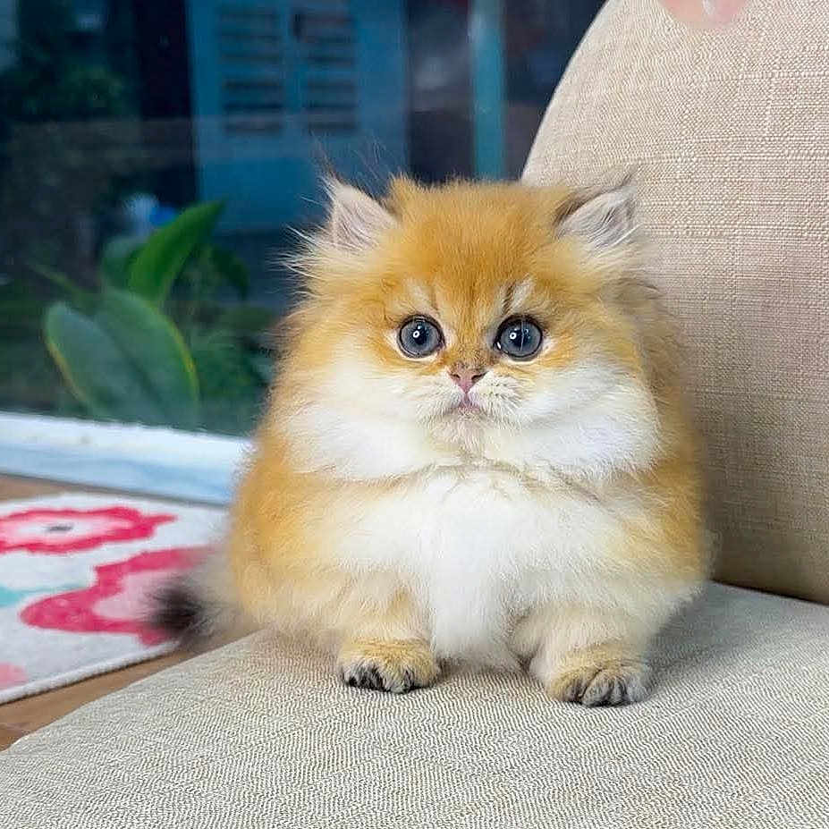 Mango is registered to the contest to win money with this photo: adorable, animal, blue_eyes, cat, couch, cute, domestic_cat, fluffy, furniture, furry, home, houseplant, indoor, kitten, orange_cat, pet, portrait, sitting, small_animal, young_cat