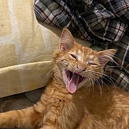 Half Pint is registered to the contest to win money with this photo: animal, cat, cozy, cute, domestic_cat, feline, fur, indoor, kitten, mammal, orange_cat, pet, plaid_blanket, playful, relaxed, resting, sleepy, whiskers, yawning, young_cat